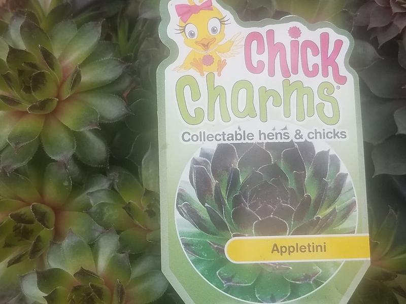 Chick Charms® Appletini™