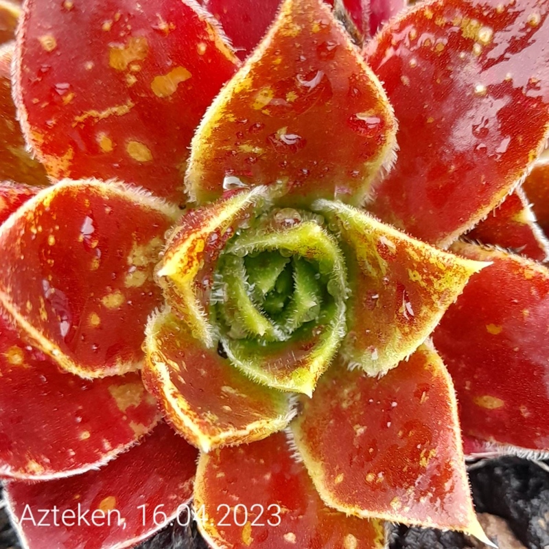 Azteken / Jovi