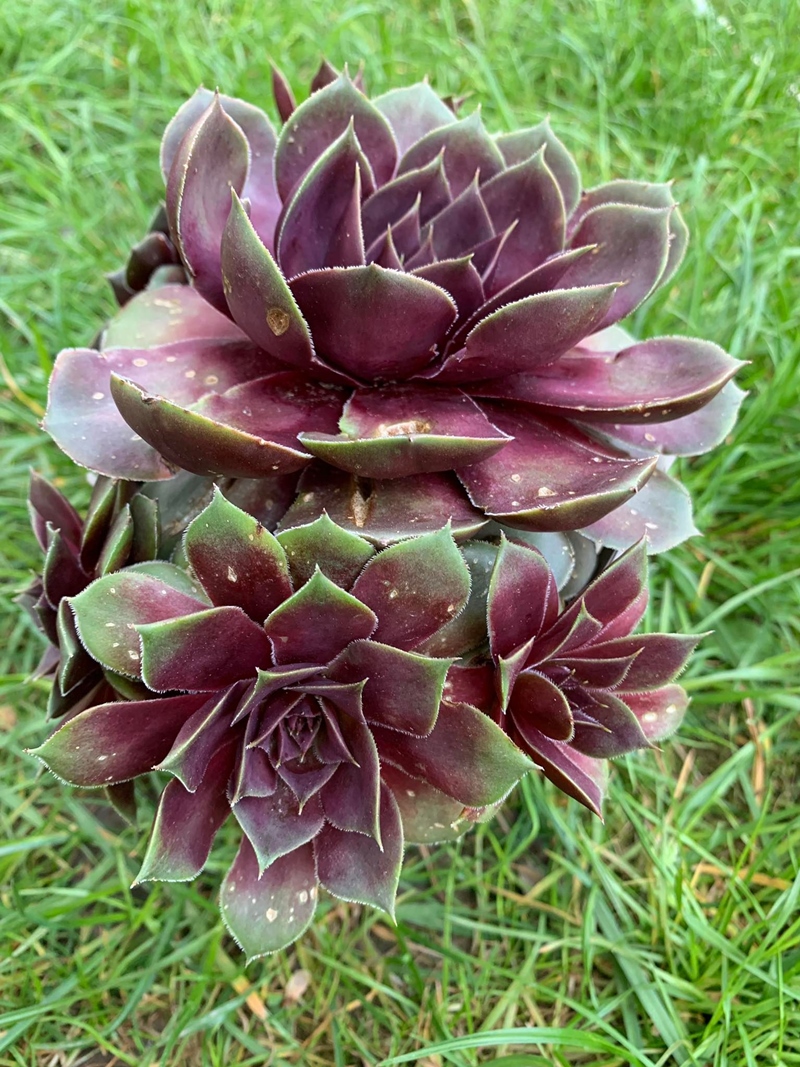 BigSam™ Purple Quartz (NG)