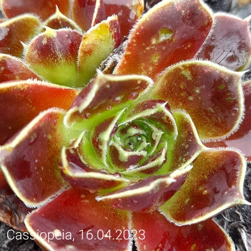 Cassiopeia / Jovi