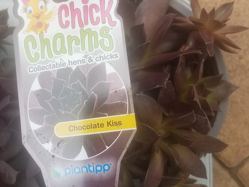 Chick Charms® Chocolate Kiss™