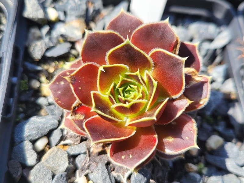 Deloza / Jovi