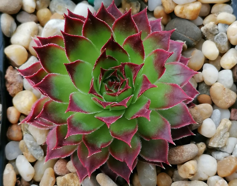 Dorka