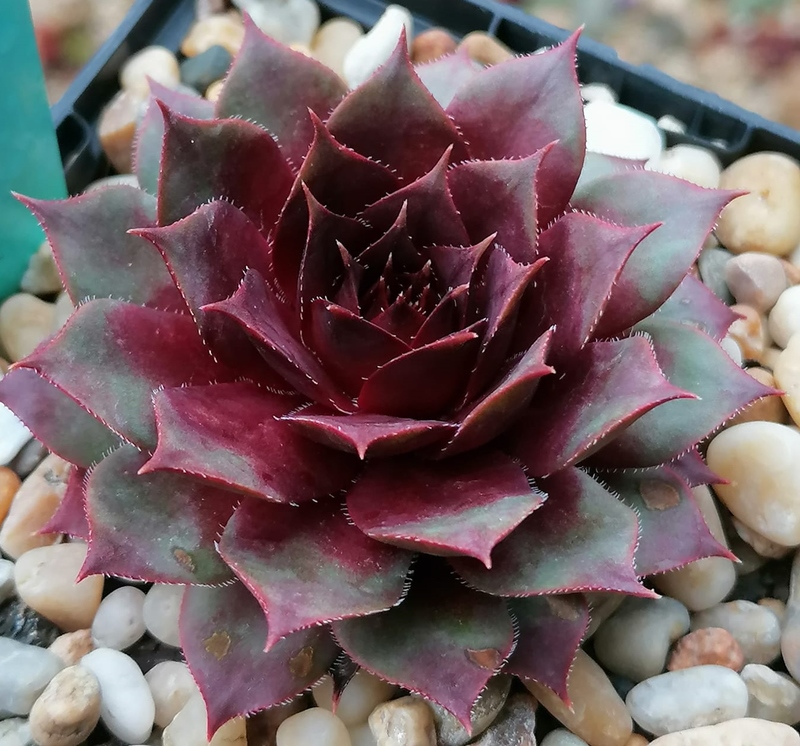 Dragonella (Netzfund)