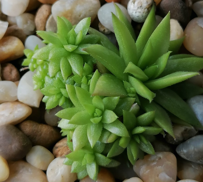 Froschprinz