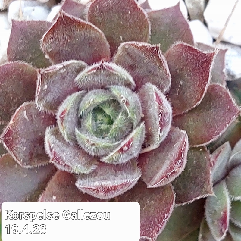 Korspelse Gallezou