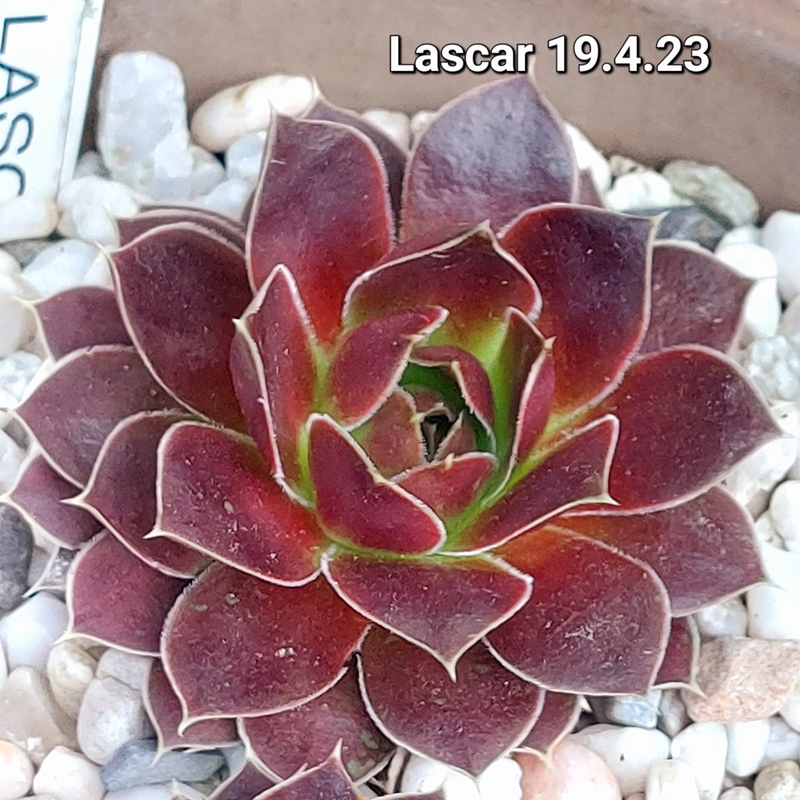 Lascar / Jovi