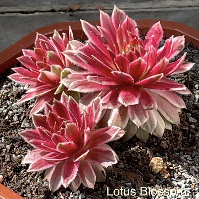 Lotus Blossom (NG)
