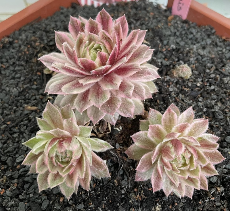 Lotus Blossom (NG)