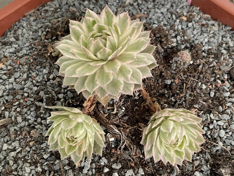 Lotus Blossom (NG)