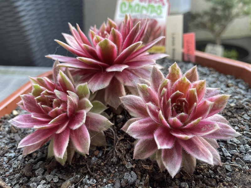 Lotus Blossom (NG)