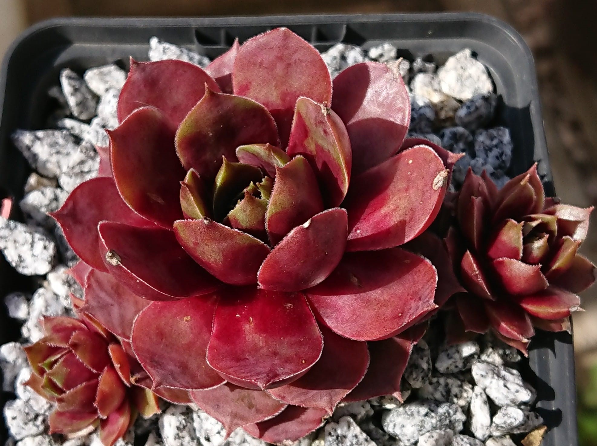 Lotus