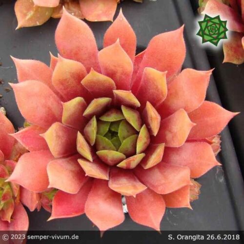 Orangita