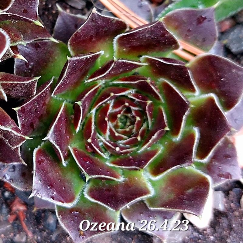 Ozeana / Jovi