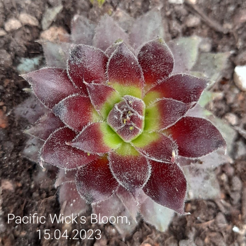 Pacific Wick's Bloom