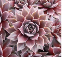 Pacific Wick's Bloom