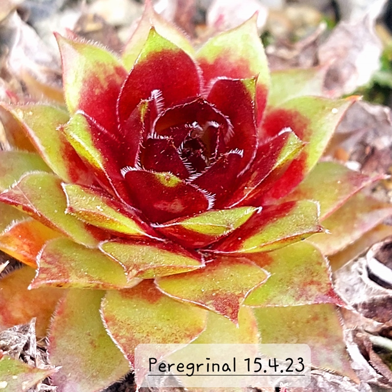 Peregrinal