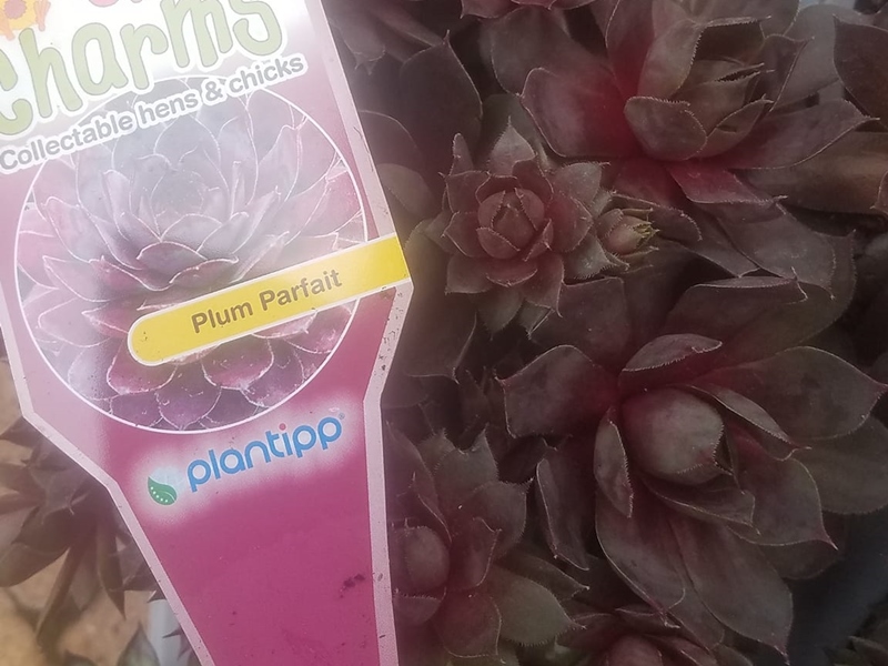 Chick Charms® Plum Parfait™