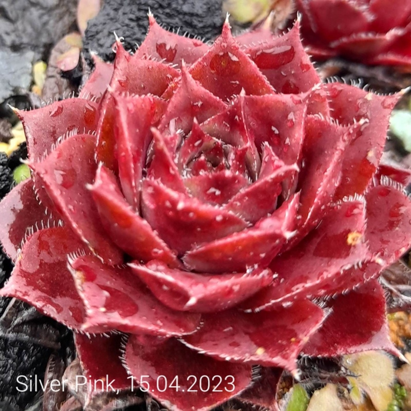 Silver Pink