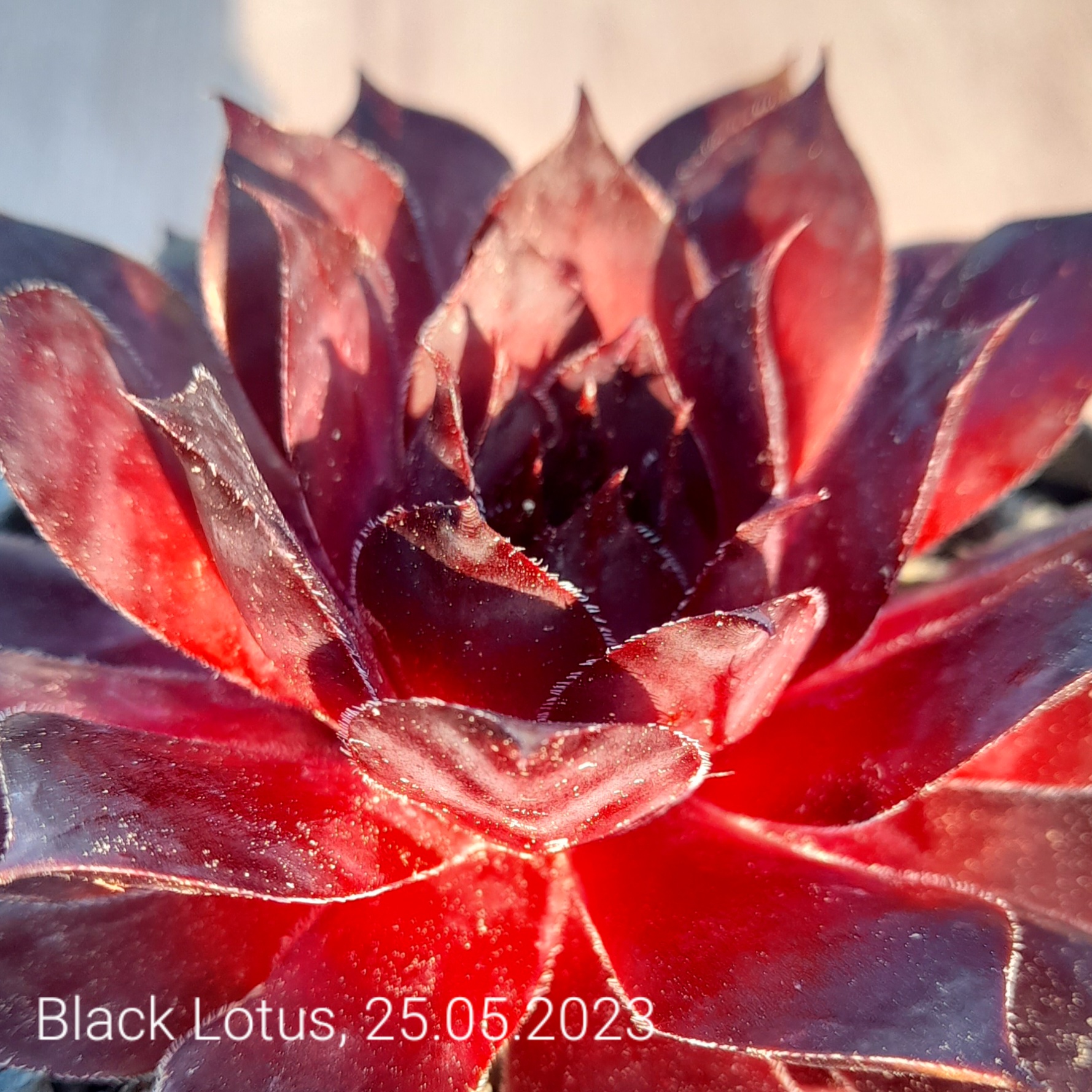 Black Lotus