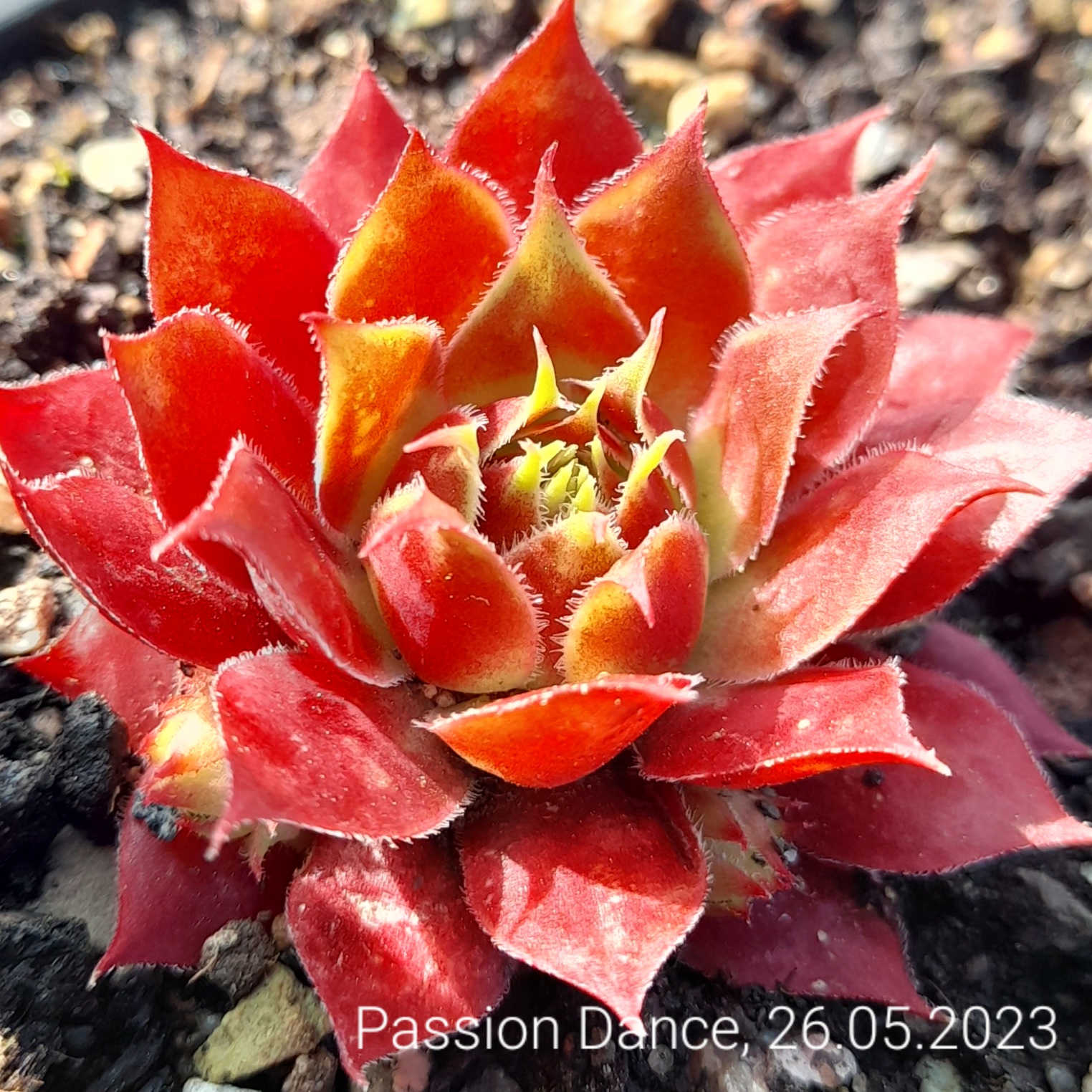 Passion Dance