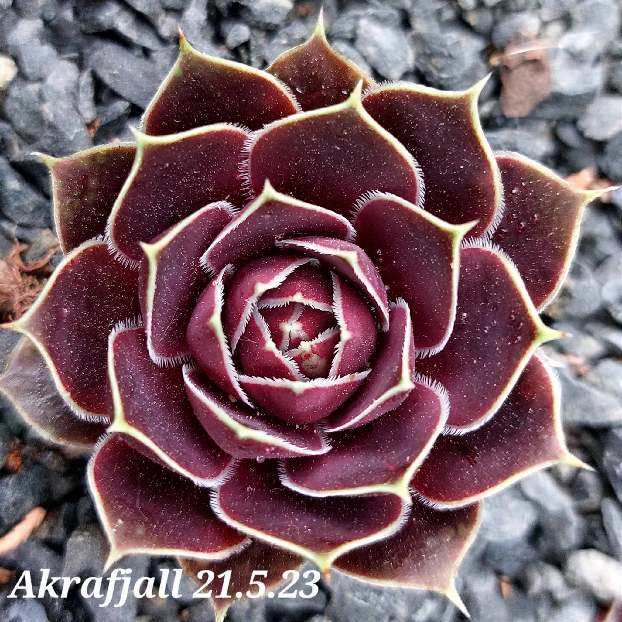 Akrafjall / Jovi 