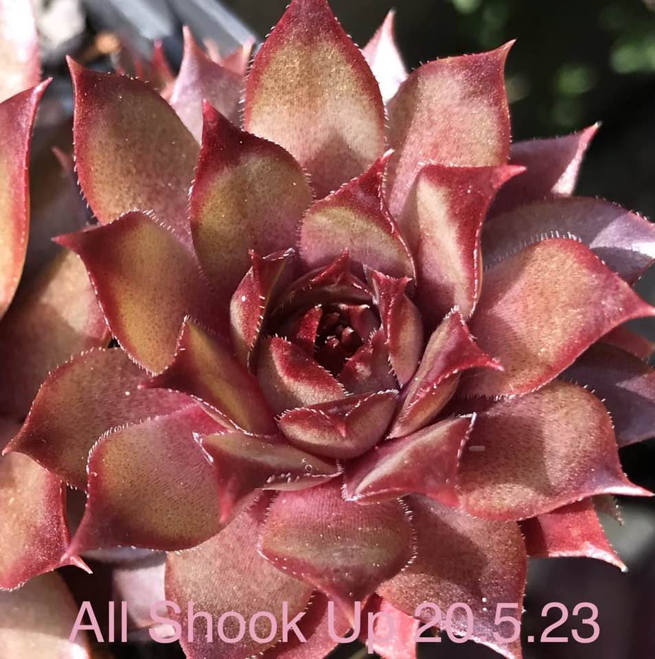 All Shook Up