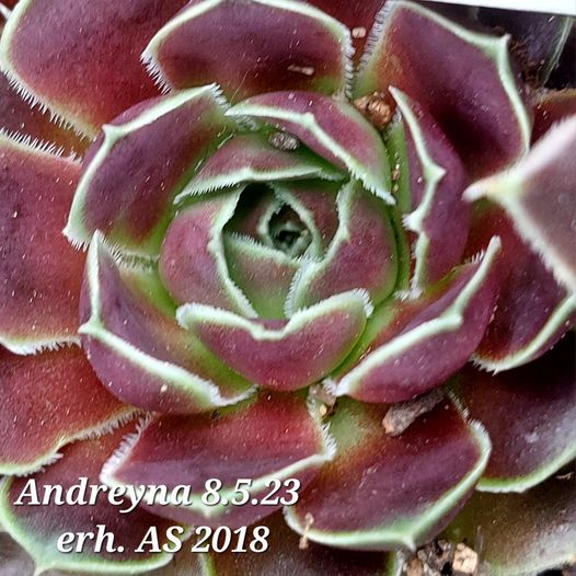 Andreyna / Jovi
