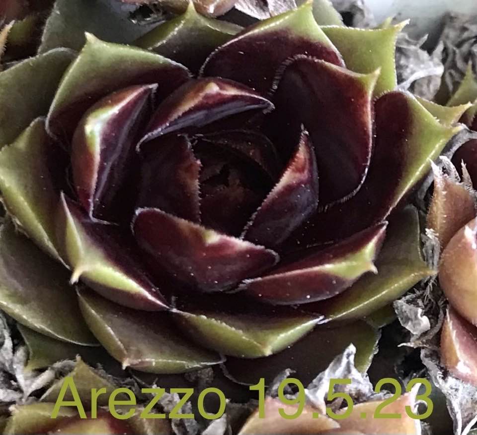 Arezzo