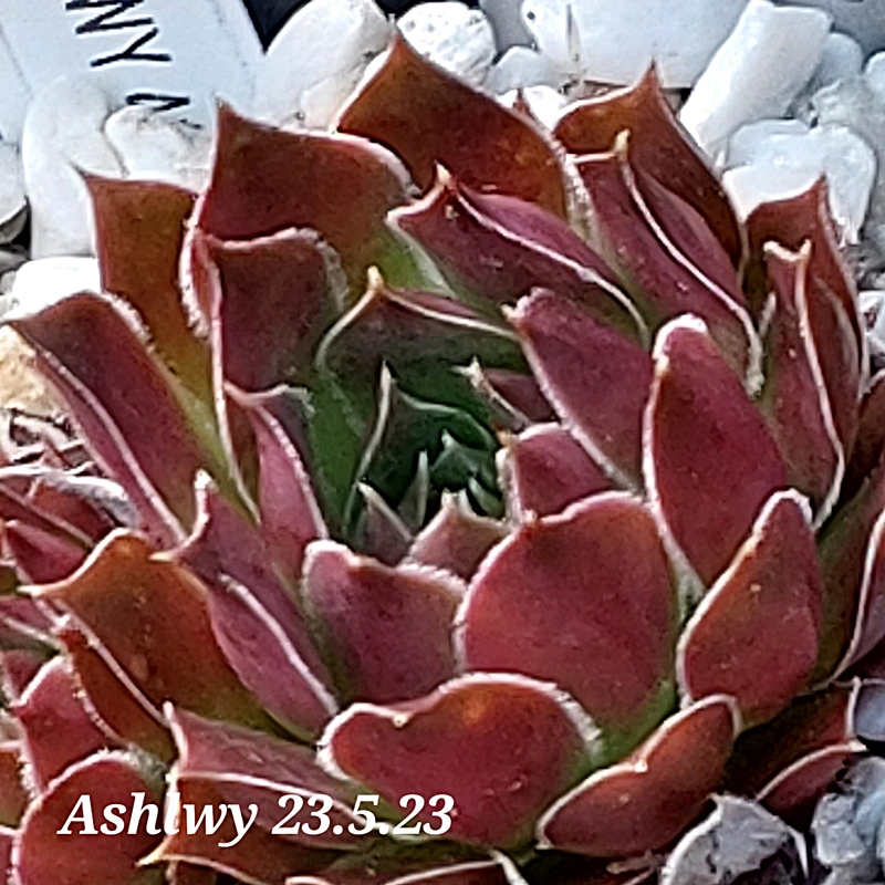 Ashlwy / Jovi