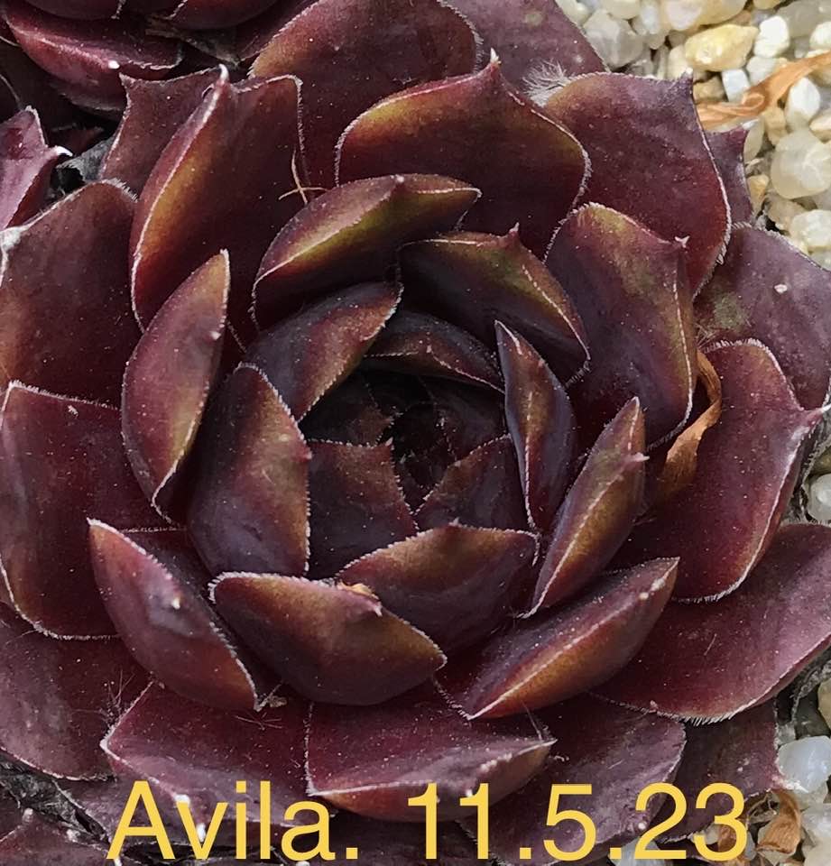 Avila