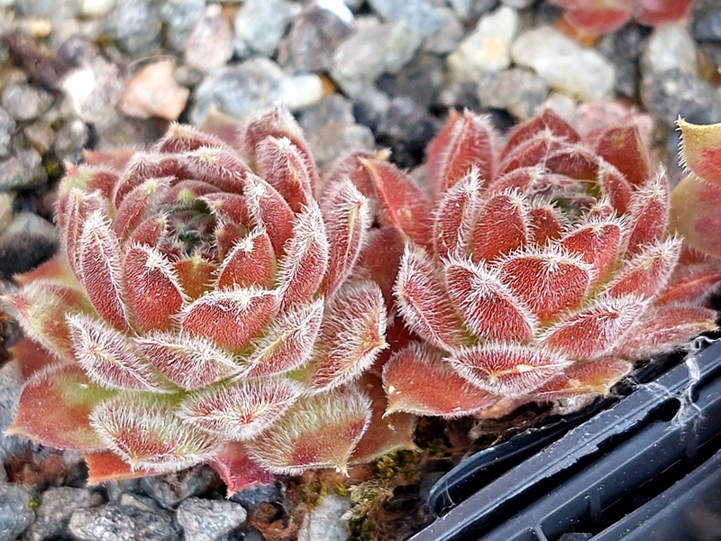 Borgardina