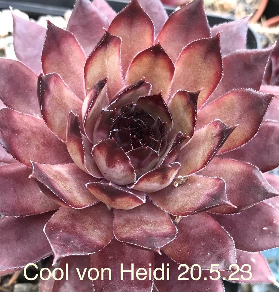 Cool von Heidi