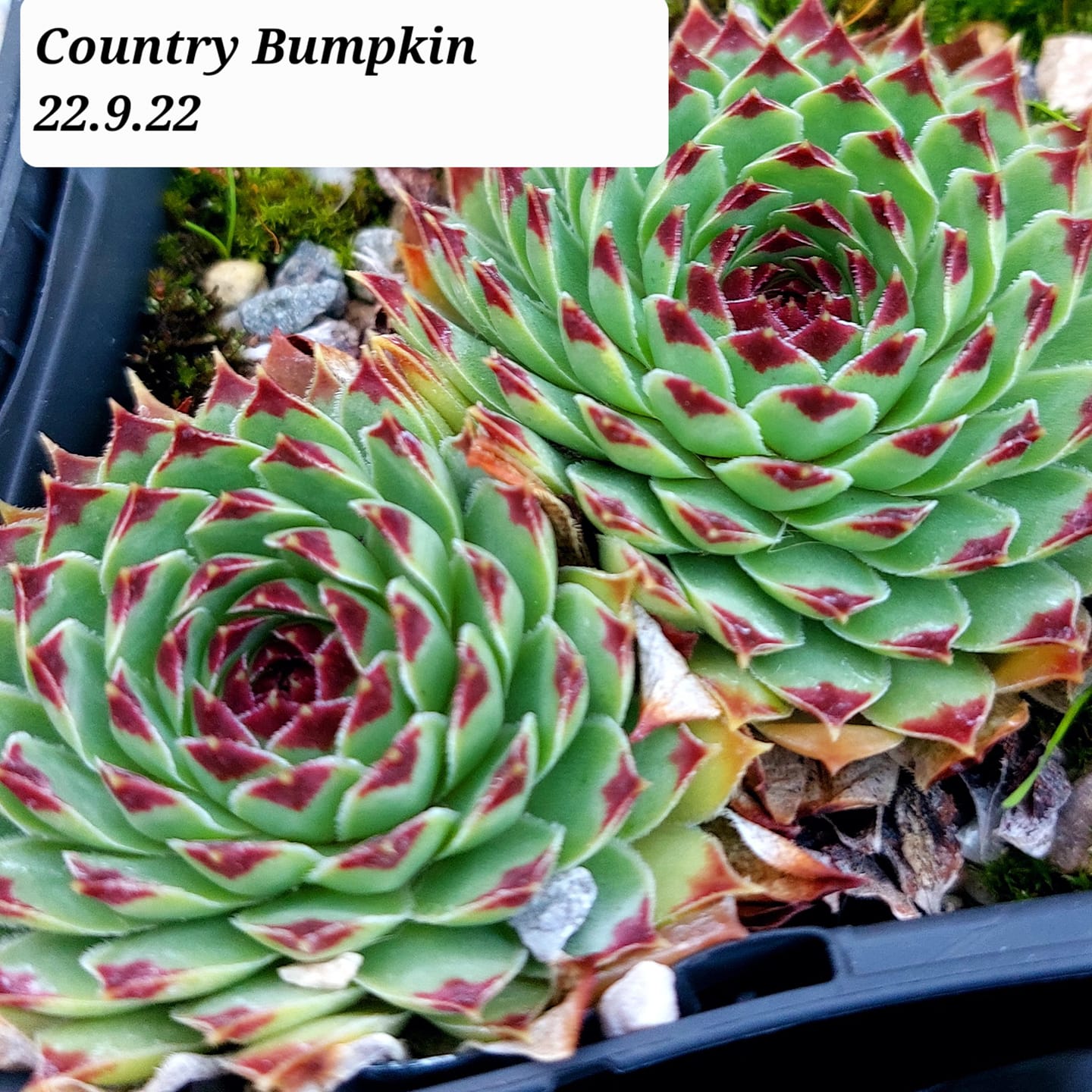 Country Bumpkin