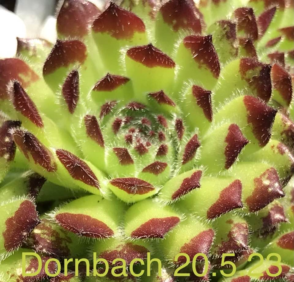 Dornbach