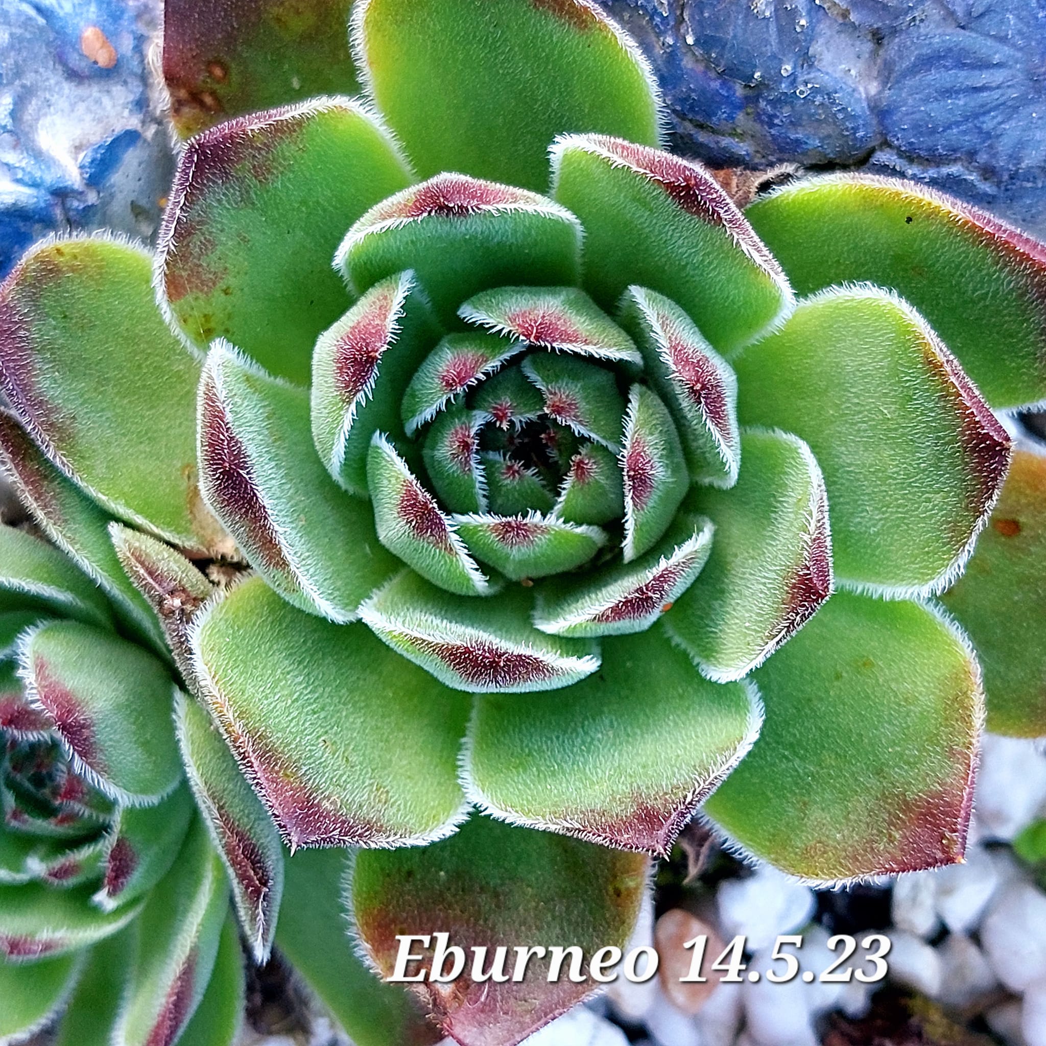 Eburneo / Jovi 