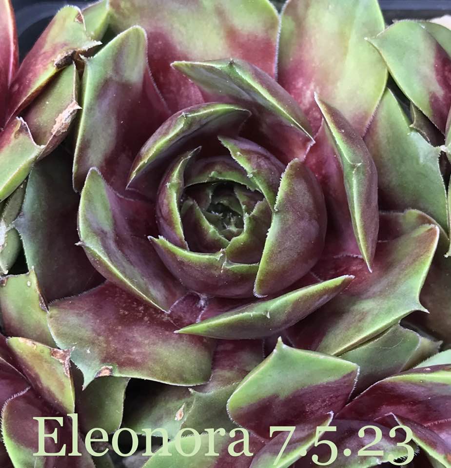 Eleonora