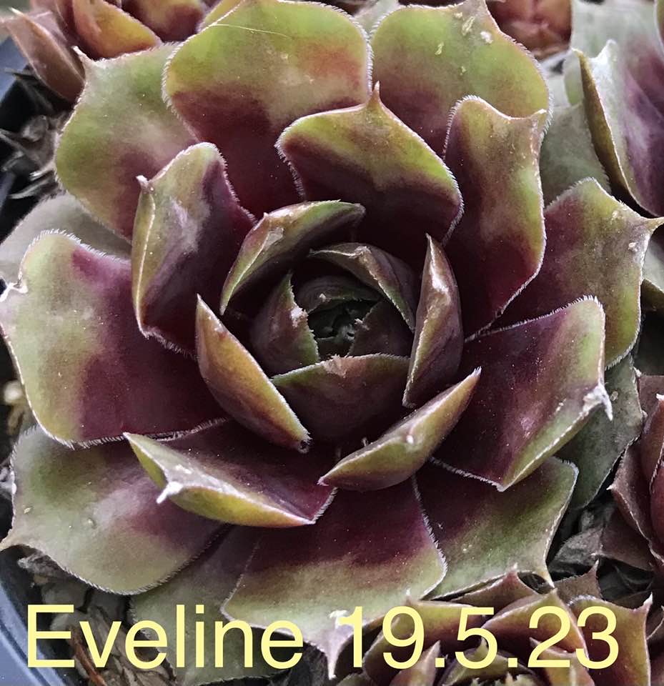 Eveline