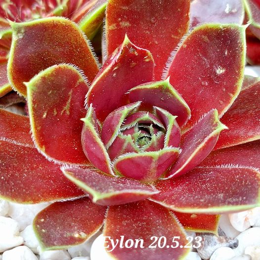Eylon / Jovi
