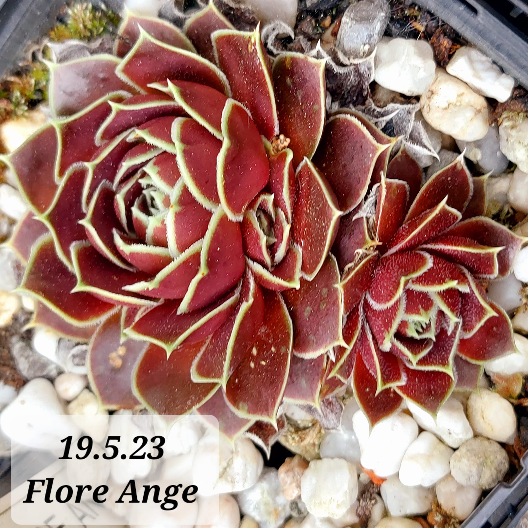 Flore-Ange / Jovi 