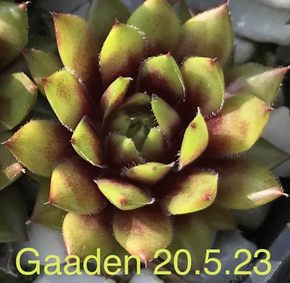 Gaaden
