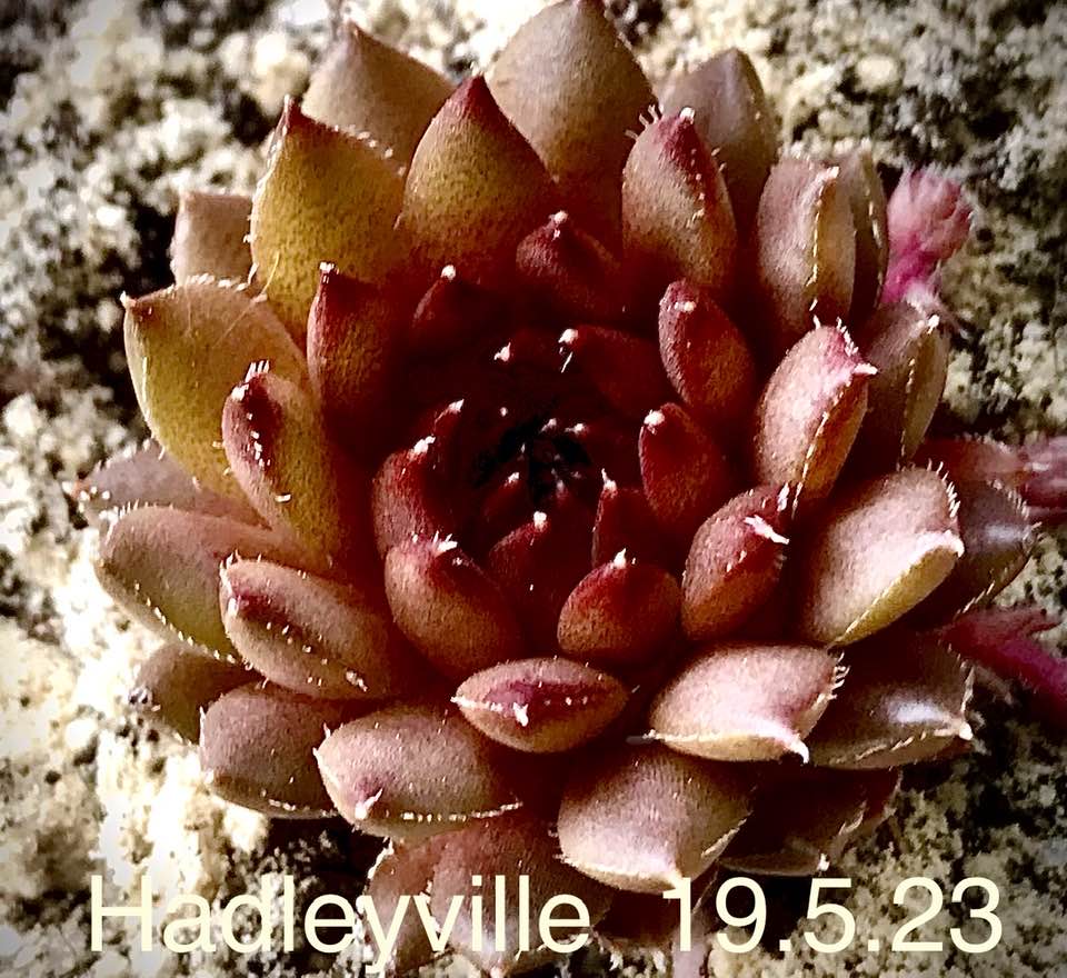 Hadleyville