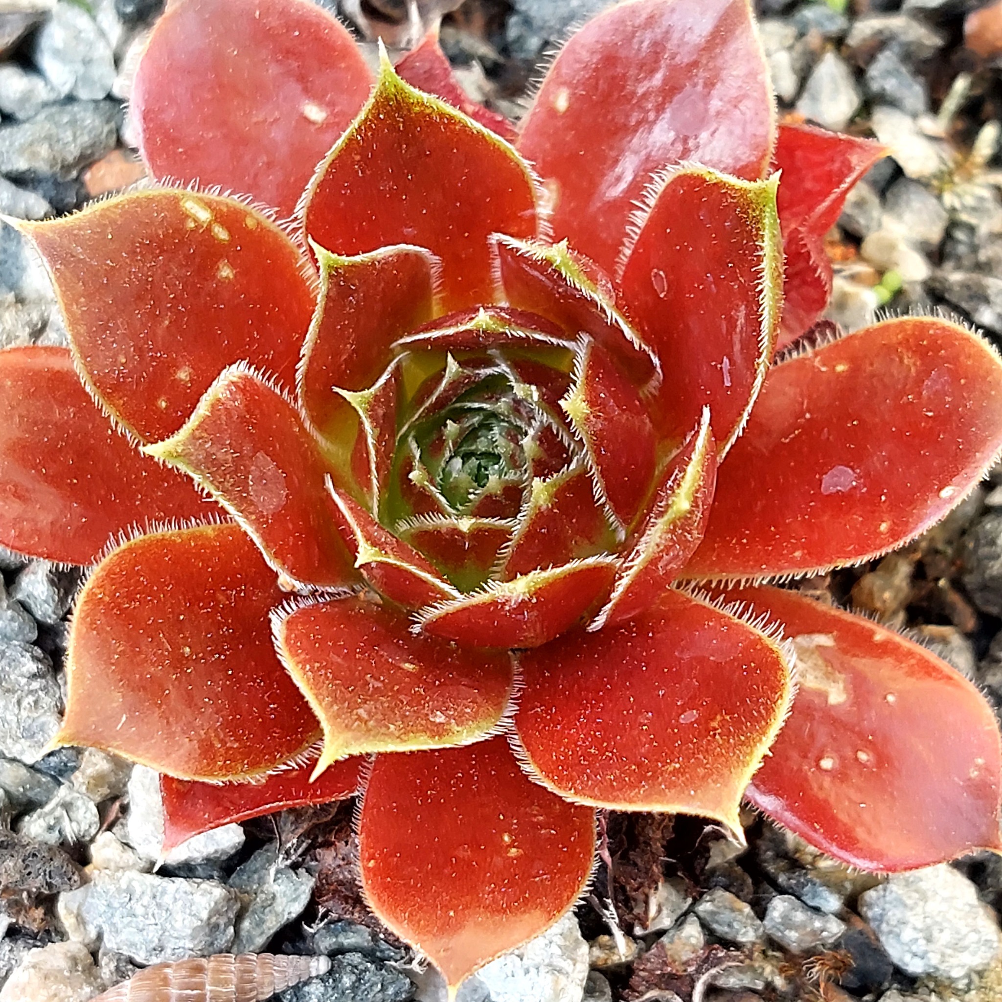 Harlekin / Jovi
