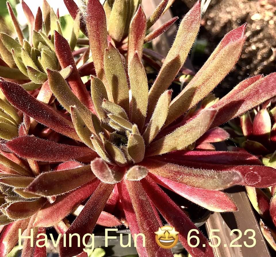 Having Fun