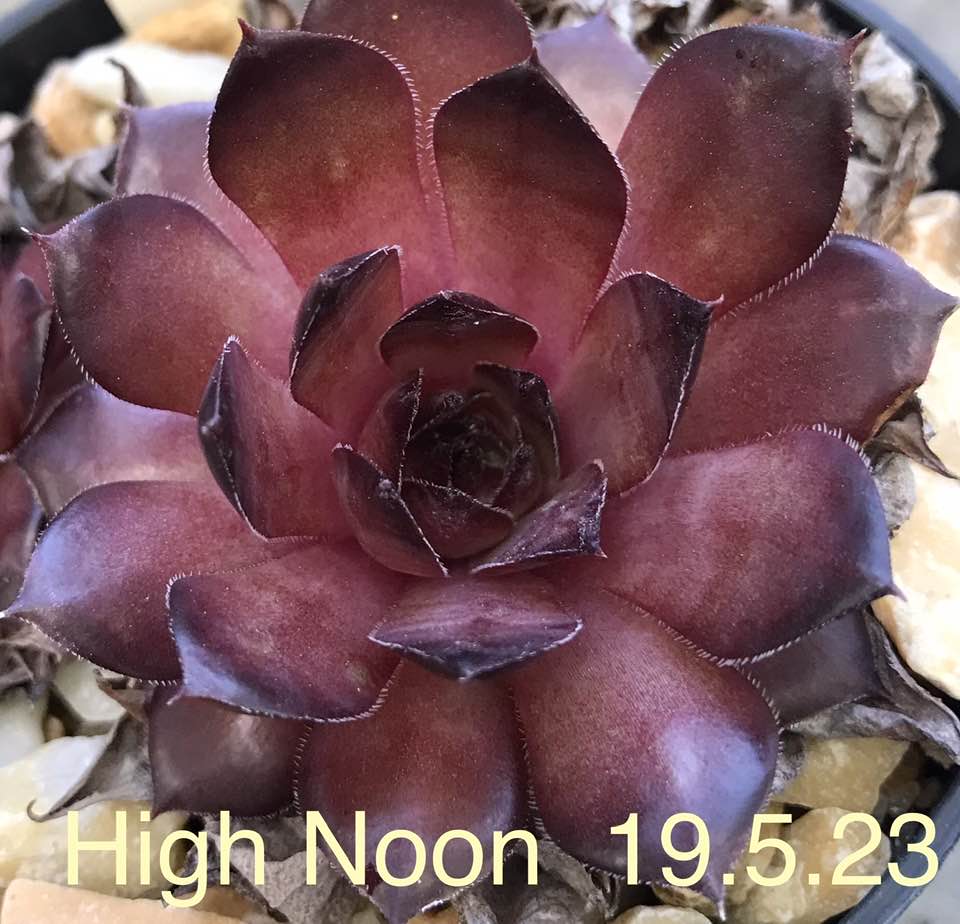 High Noon