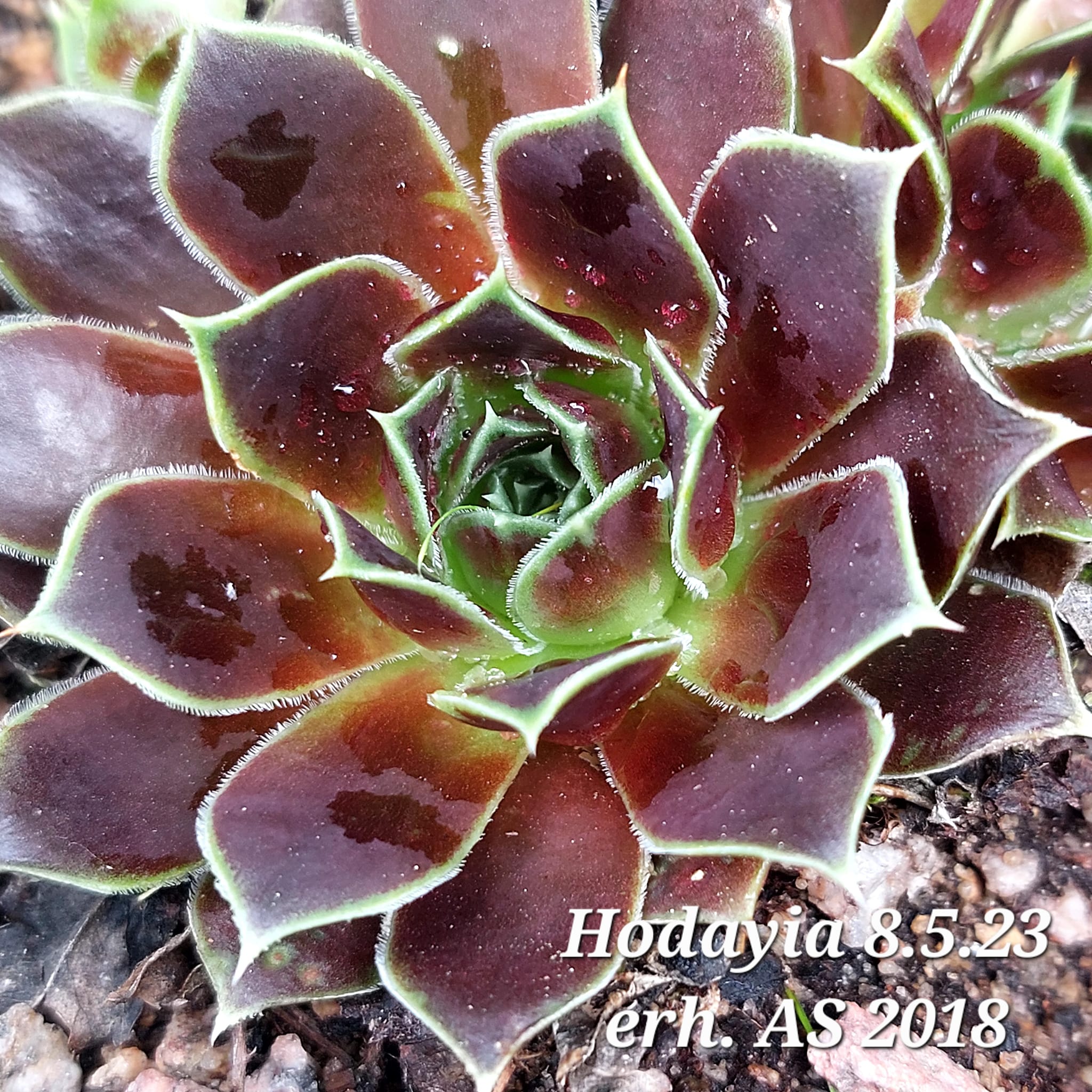 Hodayia / Jovi
