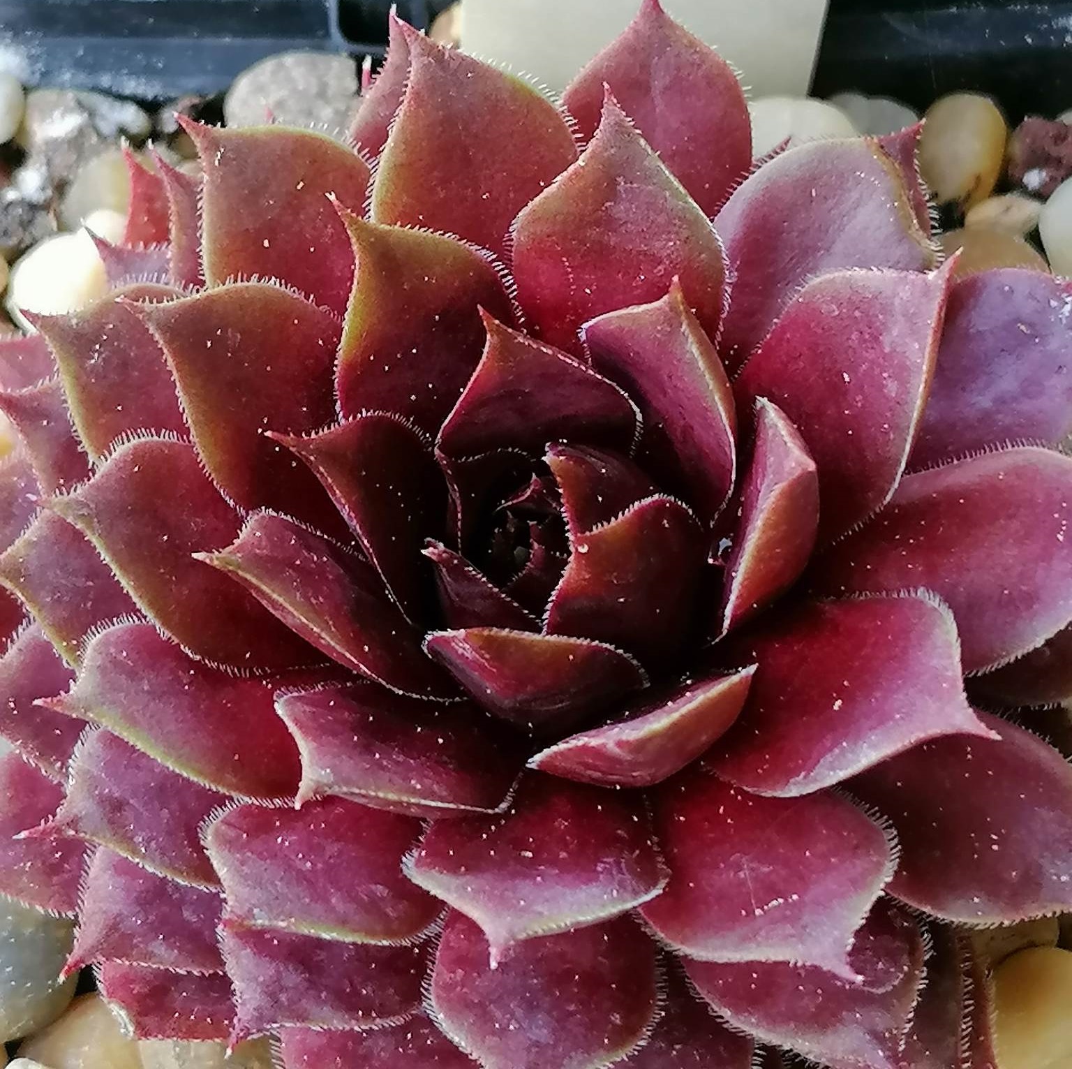 Huba