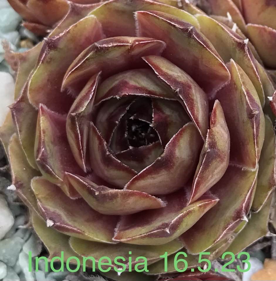 Indonesia