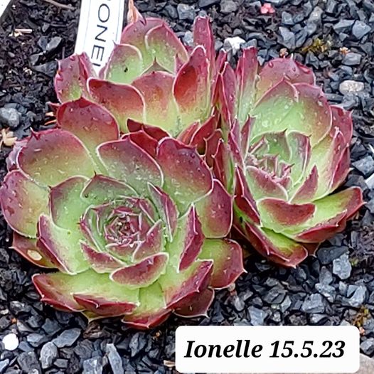 Ionelle / Jovi