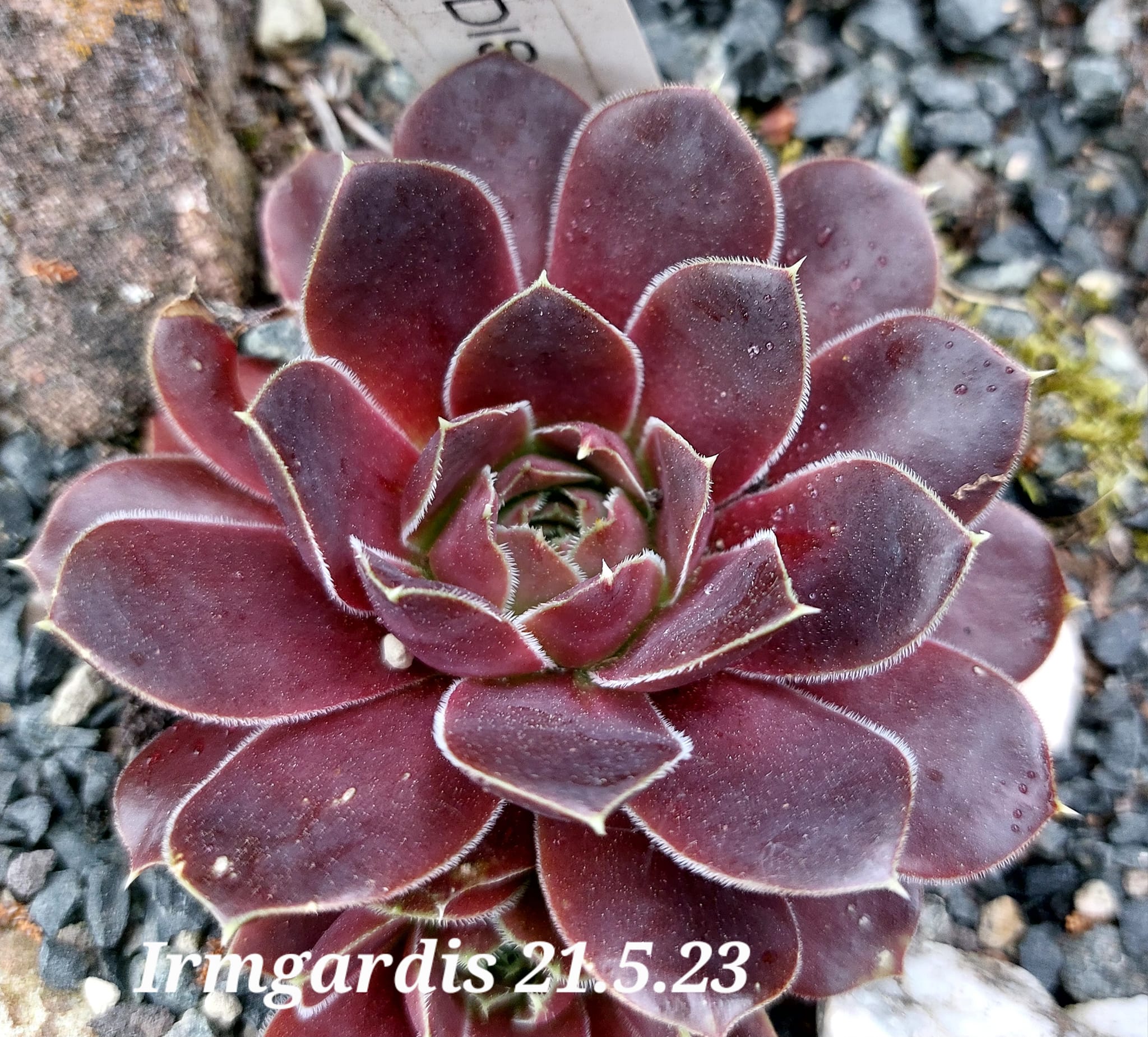 Irmgardis / Jovi 